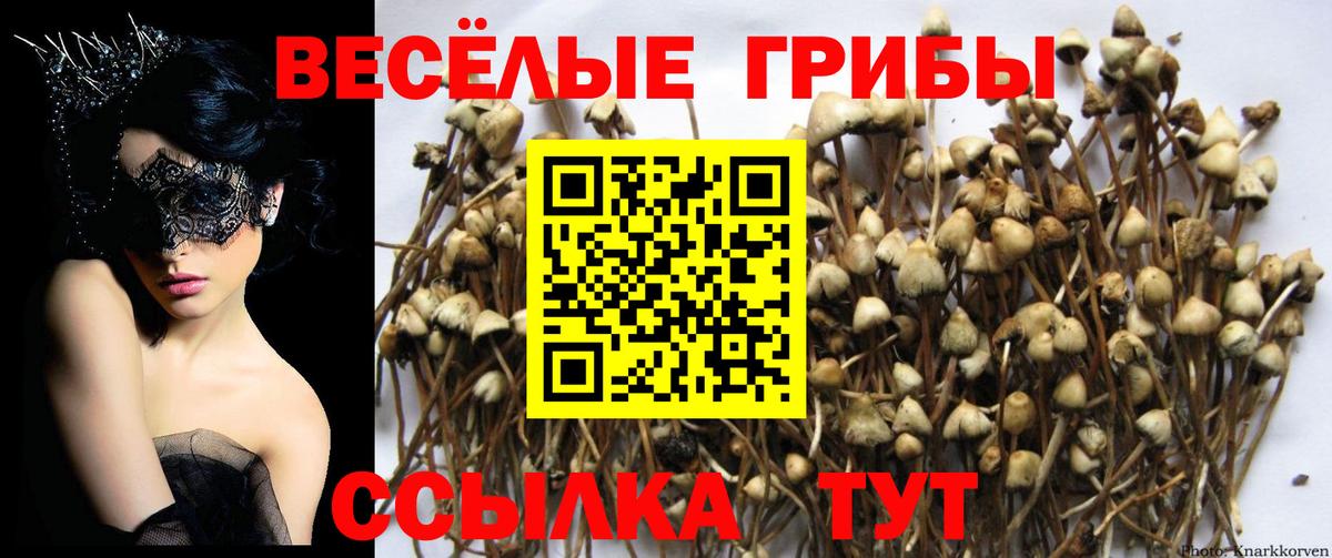 Псилоцибиновые грибы Cubensis Зеленогорск